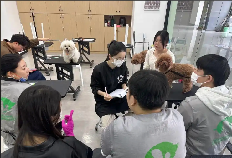 姑苏区宠物美容培训宠物美容培训学校 - 排名